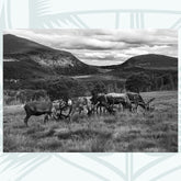 The Herd - Photographic Print - Amy Davidson